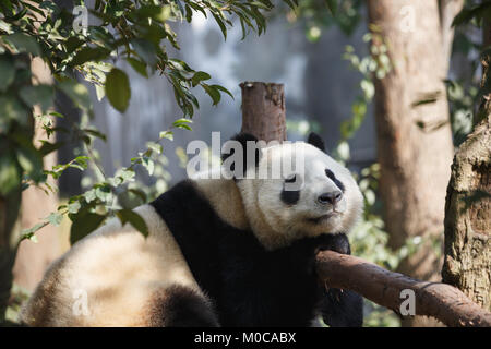 Un panda géant dort au soleil. Banque D'Images