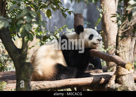 Un panda géant dort au soleil. Banque D'Images