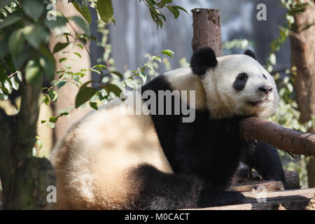 Un panda géant dort au soleil. Banque D'Images