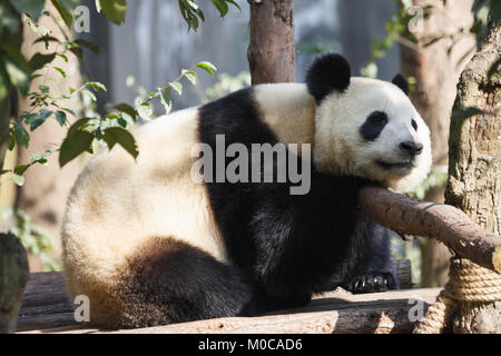 Un panda géant dort au soleil. Banque D'Images