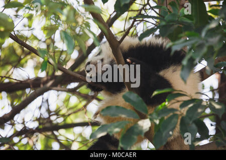 Un jeune panda est de dormir sur un arbre Banque D'Images