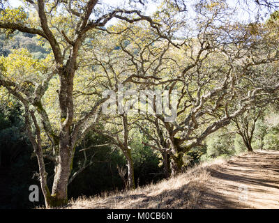 Chêne noueux arbres le long trail, Morgan Territoire Regional Preserve, comté de Contra Costa, l'East Bay Regional Park, Californie. Sentier de Raven, Highland débarrasser Banque D'Images