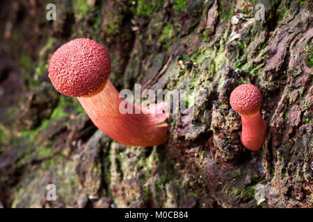 Shaggy Cap (Bolletellus emodensis) Les champignons poussant à partir de tronc d'arbre. Cow Bay. Parc national de Daintree. Le Queensland. L'Australie. Banque D'Images