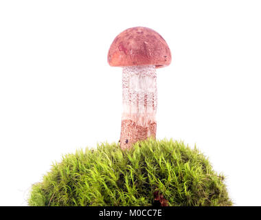 Un champignon Bolet sur un monticule vert est isolé sur fond blanc Banque D'Images