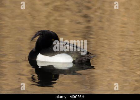 Fuligule morillon (Aythya fuligula) flottant autour de l'oeil à l'eau d'or bronzé montrant la réflexion.montre tête touffue et Golden Eye juste ouvert Banque D'Images