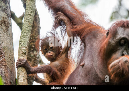 Bébé orang-outan (Pongo pygmaeus) dans la nature sauvage. L'habitat naturel dans les forêts tropicales de l'île de Bornéo. L'Indonésie. Banque D'Images