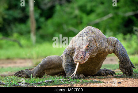 Balades le dragon de Komodo (Varanus komodoensis) avec la langue dehors, reniflant l'air. Plus gros lézard vivant dans le monde. De Rinca Island. L'Indonésie. Banque D'Images