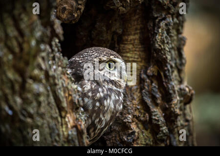 Petit Hibou posé dans le trou dans l'arbre Banque D'Images