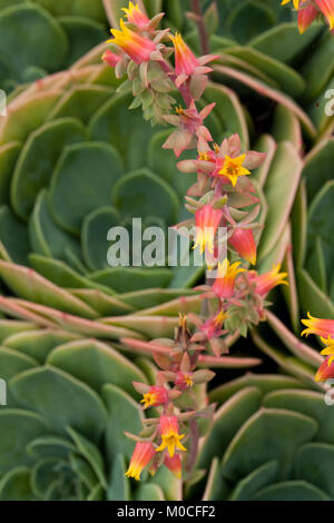La floraison d'une plante succulente Banque D'Images