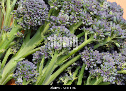 Bouquet fraîchement cueillies de Purple Sprouting BROCOLI Brassica oleracea conseils, également connu sous le nom de Early Purple Sproting le brocoli. Banque D'Images