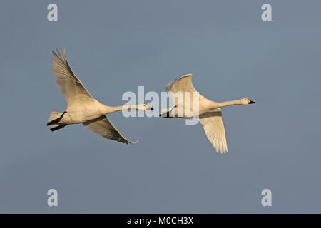 Deux cygnes de Bewick adultes en vol à Slimbridge WWT réserver UK Banque D'Images