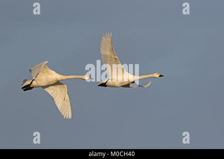 Deux cygnes de Bewick adultes en vol à Slimbridge WWT réserver UK Banque D'Images