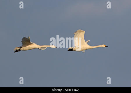 Deux cygnes de Bewick adultes en vol à Slimbridge WWT réserver UK Banque D'Images