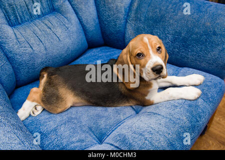 Chiot avec de longues oreilles et de pose poser dans la chambre Banque D'Images