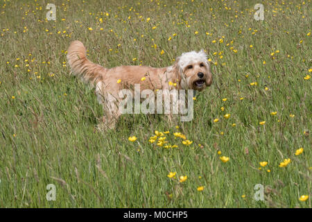 Lola le Cockapoo s'arrêta et se tourna la tête vers la caméra dans un champ de Rivington buttercup vert et jaune Banque D'Images