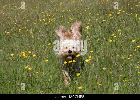 Lola le Cockapoo exécutant tout droit vers la caméra dans un champ de Rivington buttercup vert et jaune avec des oreilles de haut et fermé les yeux face Banque D'Images