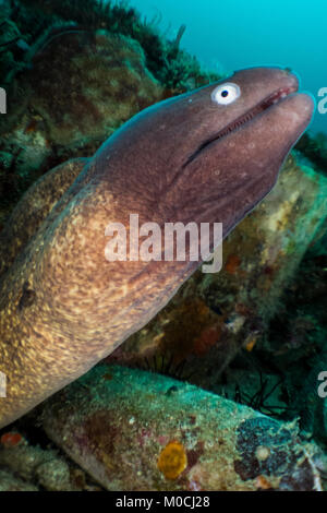 La photographie sous-marine Anilao Philippines, morey, les dents de l'anguille Banque D'Images