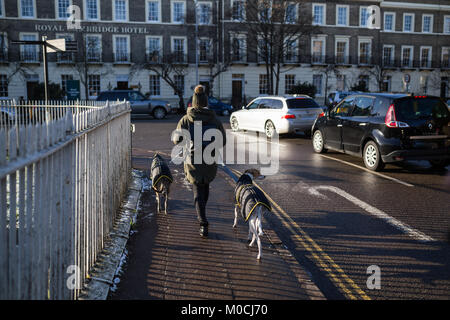 Femme marche ses chiens Banque D'Images