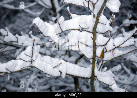 Petites branches empilées de neige dans la région métropolitaine d'Atlanta, Géorgie. (USA) Banque D'Images