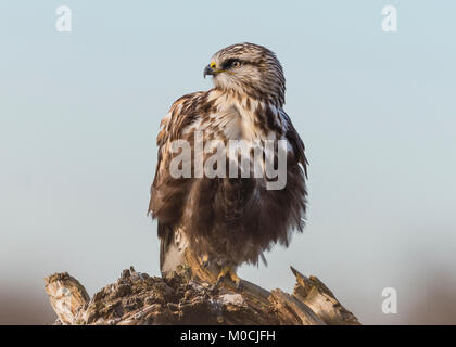 La Buse pattue (Buteo lagopus) perché sur une souche pourrie sur Boundary Bay, Delta, Colombie-Britannique, Canada Banque D'Images