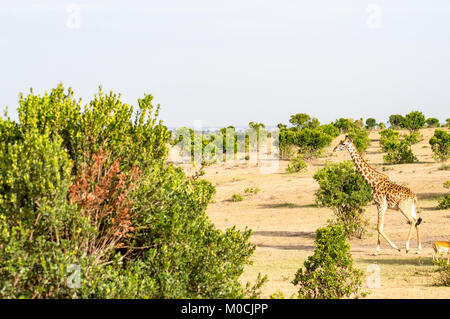 Girafe isolé près de l'acacia dans le parc de mara Kenya Banque D'Images
