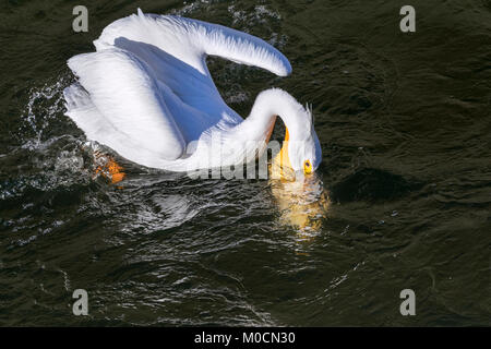 Pélican blanc (Pelecanus erythrorhynchos) la chasse aux poissons, que Saylorville lake, Iowa, États-Unis. Banque D'Images