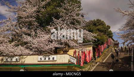 Nara, Japon - Apr 3, 2014. Les gens qui marchent sur la rue à cherry blossom à Nara, au Japon. Nara est la première capitale permanente du Japon, a été créé dans l'ye Banque D'Images