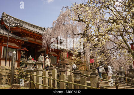 Nara, Japon - Apr 3, 2014. Les visiteurs à l'ancien temple de cherry blossom à Nara, au Japon. Nara est la première capitale permanente du Japon, a été créé dans le Banque D'Images