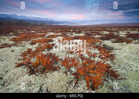 Matin d'automne à Fokstumyra réserve naturelle, Dovre, la Norvège. Dans l'avant-plan est le petit arbre bouleau glanduleux (Betula nana. Banque D'Images