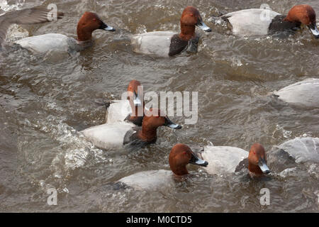 , Milouin Aythya ferina, groupe de mâles adultes natation. Prises de décembre. Welney, Norfolk, Royaume-Uni. Banque D'Images