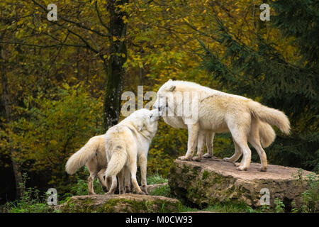 Un pack de loup arctique (Canis lupus arctos) sur des roches dans une forêt en automne, Rhodes, France. Banque D'Images