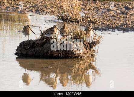 La Bécassine des marais Gallinago gallinago, groupe d'adultes, Slimbridge, Gloucestershire, Royaume-Uni Banque D'Images