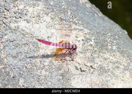 Libellule cramoisi Marsh (Trithemis aurora), Kuala Lumpur, Malaisie Banque D'Images