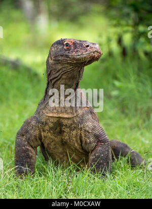 Le dragon de Komodo. Varanus komodoensis. Close up portrait . De Rinca Island. Banque D'Images