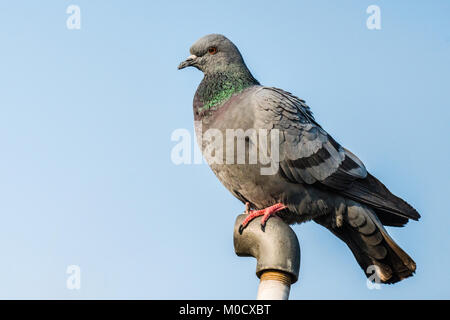 Le pigeon biset pigeon ou assis sur le tuyau et regarder Banque D'Images