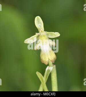 Fly Orchid - Ophrys insectifera variété var. ochroleuca Banque D'Images