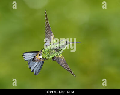 Hummingbird à croupion de cuivre - Amazilia tobaci Banque D'Images