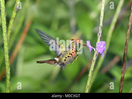 - Lophornis ornatus Coquette touffetée Banque D'Images