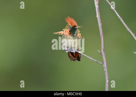 - Lophornis ornatus Coquette touffetée Banque D'Images