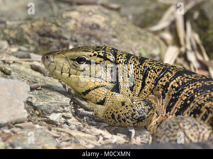 Trinité-Golden Tégu - Lézard Tupinambis teguixin () cryptus Banque D'Images