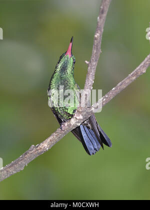 Hummingbird à croupion de cuivre - Amazilia tobaci Banque D'Images