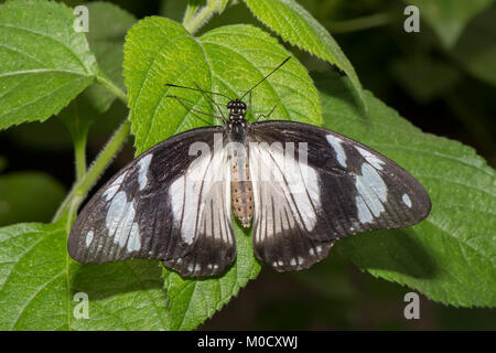 Machaon africain perché sur une feuille, Close up Banque D'Images