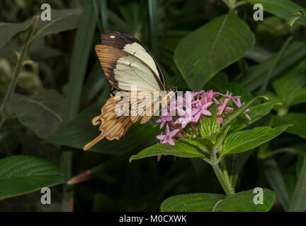 Machaon africain perché sur une feuille, Close up Banque D'Images