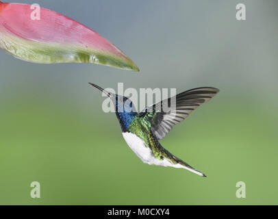 White-necked Jacobin - Florisuga mellivora Banque D'Images