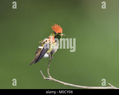 - Lophornis ornatus Coquette touffetée Banque D'Images