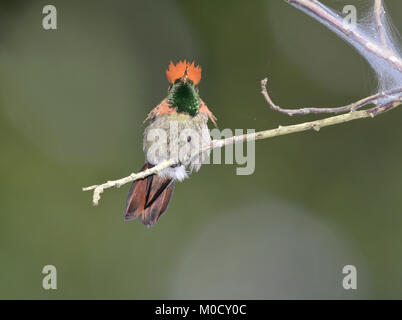 - Lophornis ornatus Coquette touffetée Banque D'Images