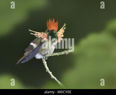 - Lophornis ornatus Coquette touffetée Banque D'Images