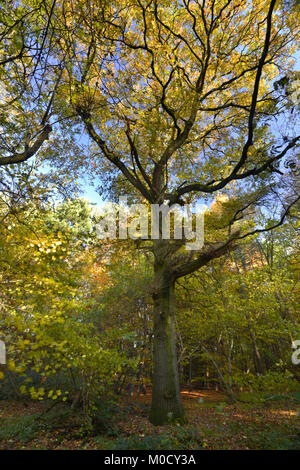 Chêne pédonculé matures ou en anglais - Quercus robur, Stoke bois, l'Oxfordshire. Banque D'Images