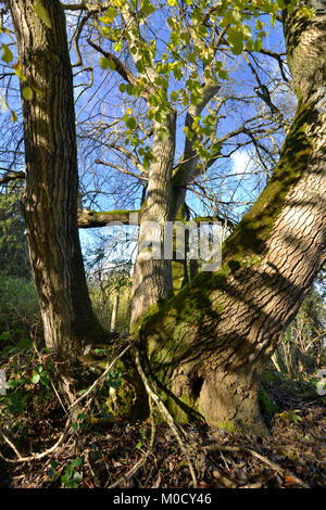 Étêtés matures - frêne Fraxinus excelsior, sur la limite des bois, bois, Stoke Oxfordshire. Banque D'Images