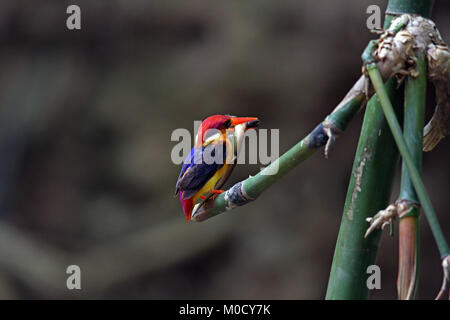 Un Martin-pêcheur à dos noir (Ceyx erithaca) perché sur un bambou avec un lézard dans son projet de loi dans une forêt en Thaïlande. Banque D'Images